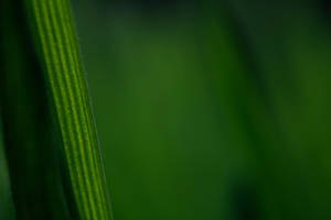 Emerald Green Leaf Background Wallpaper