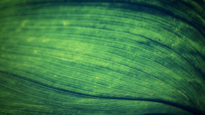 Emerald Green Leaf Wallpaper