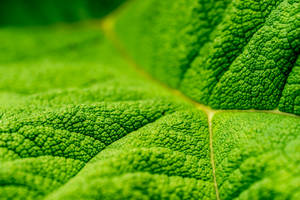 Emerald Green Leaf Rough Wallpaper