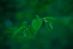 Emerald Green Plant Wallpaper