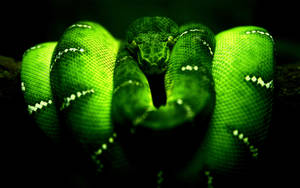 Emerald Green Tree Boa Wallpaper