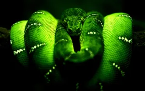 Emerald Green Tree Boa Wallpaper