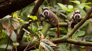 Emperor Tamarin Monkey Wallpaper