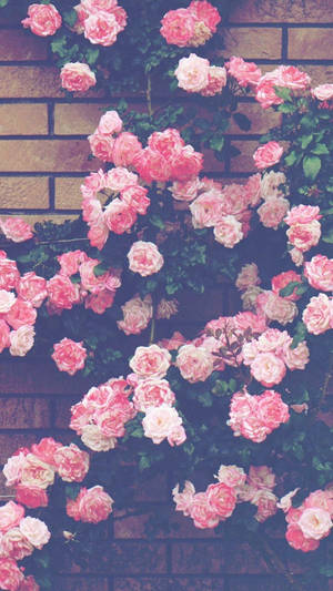 Enchanting Aesthetic Of Pink Flowers Against A Wall Wallpaper