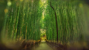 Enchanting Bamboo Forest Path H D Wallpaper