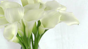 Enchanting Beauty Of White Lilies Wallpaper