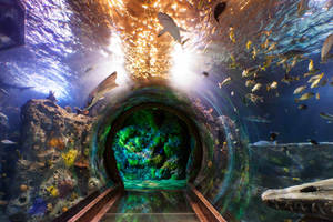 Enchanting Big Aquarium Wallpaper