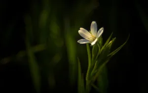 Enchanting Dark Hd Flowers Display Wallpaper