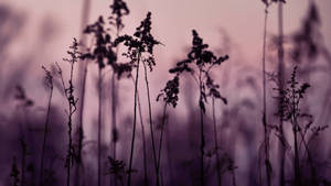 Enchanting Darkness: A Unique Aesthetic Of Tiny Black Flowers Wallpaper