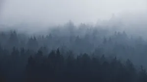 Enchanting Dense Forest Wallpaper