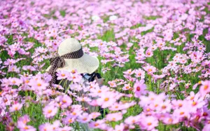 Enchanting Purple Cosmos Flower Field Wallpaper