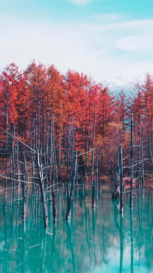 Enchanting Reflection: Nature's Serenity Displayed In A Mysterious Pond Wallpaper