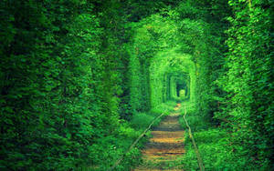 Enchanting Tunnel Of Love In Ukraine Wallpaper