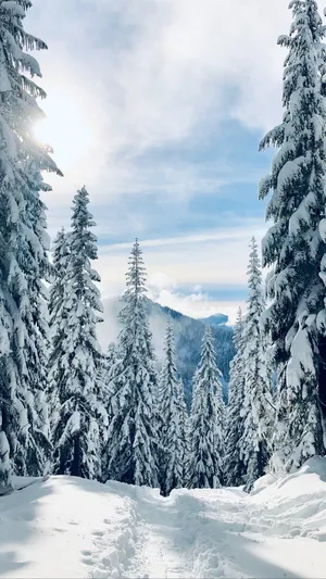 Enchanting Winter Forest View Wallpaper