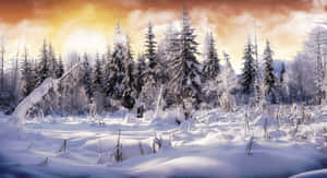 Enchanting Winter Wonderland Wallpaper