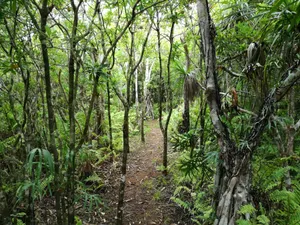 Endemic Forest Wallpaper