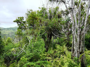 Endemic Trees In Forest Wallpaper