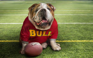 English Bulldog Football Wallpaper