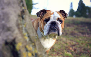 English Bulldog Outdoor Wallpaper