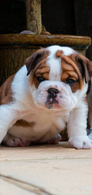 English Bulldog Pup Wallpaper