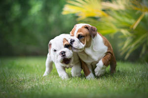 English Bulldog Puppies Wallpaper