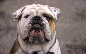 English Bulldog Pushed In Nose Wallpaper