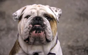 English Bulldog Pushed In Nose Wallpaper
