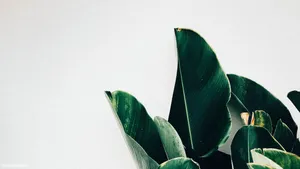 Enhance Your Workspace With This Minimalist And Modern Plant Aesthetic Laptop Wallpaper