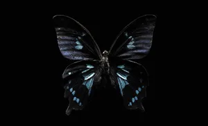 Enigmatic Dark Butterfly On A Blooming Flower Wallpaper