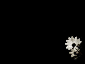 Enigmatic Ebony Florals Wallpaper