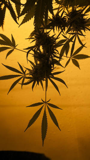 Enigmatic Nature - The Aesthetic Of Cannabis Wallpaper