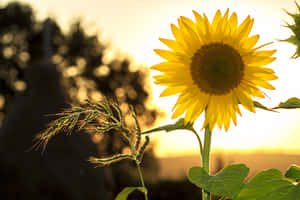 Enjoy A Beautiful Day Under The Sunshine Wallpaper