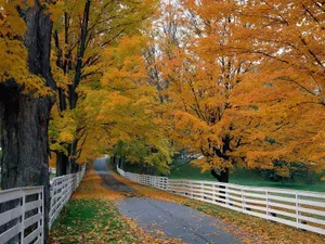 Enjoy A Beautiful Nature View Of A Meadow Near A River With A Bridge. Wallpaper