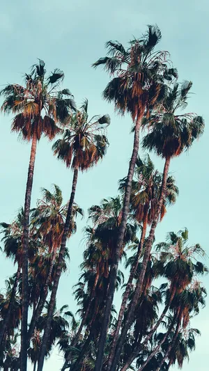 Enjoy A Burst Of Summer Vibes With The Tropical Iphone Wallpaper