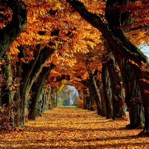 Enjoy A Crisp Fall Day With Your Ipad. Wallpaper