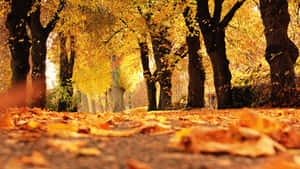 Enjoy A Cup Of Coffee With A Laptop In A Chilly Fall Afternoon Wallpaper