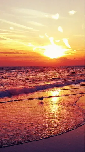 Enjoy A Stunning Sunset At The Beach With Your Iphone Wallpaper