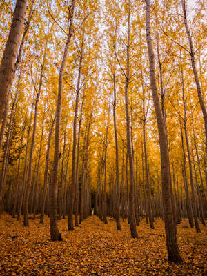 Enjoy A Tranquil Day On The Fall Farm Wallpaper