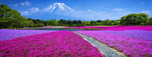 Enjoy A Vibrant View This Spring With Dual Screen Technology. Wallpaper