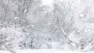 Enjoy A Winter Hike Through The Forest Wallpaper