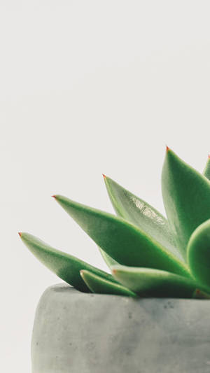 Enjoy Nature At Home With A Plants Iphone Wallpaper