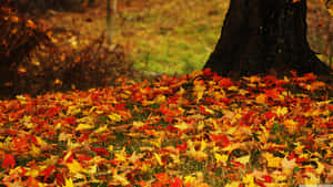 Enjoy The Beauties Of Autumn Foliage Wallpaper