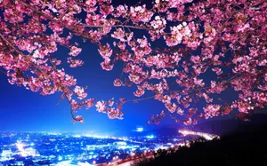 Enjoy The Beautiful Night View Of Cherry Blossoms With The Twinkle Of Stars Wallpaper