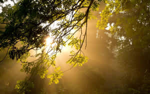 Enjoy The Beautiful Sunshine On A Fall Day. Wallpaper