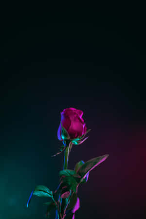 Enjoy The Beauty And Serenity That The Vibrant Colors Of This Cool Rose Bring Wallpaper
