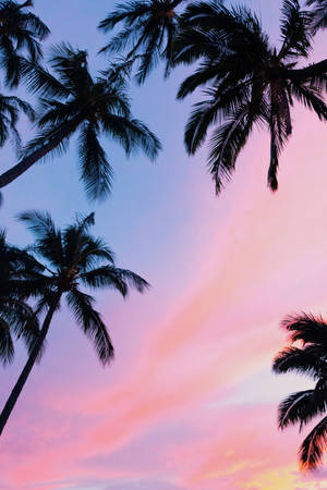 Enjoy The Beauty Of A Pink Sunset With Your Iphone Wallpaper