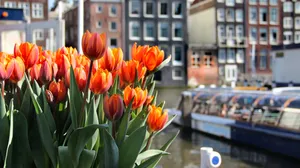 Enjoy The Beauty Of Amsterdam During Spring! Wallpaper