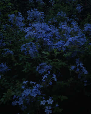 Enjoy The Beauty Of Blue Flowers And Find A Moment Of Serenity. Wallpaper
