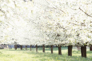 Enjoy The Beauty Of Cherry Blossoms In April Wallpaper