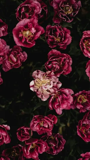 Enjoy The Beauty Of Dark Flowers Wallpaper